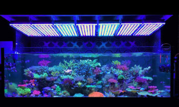 Illuminazione led in acquario